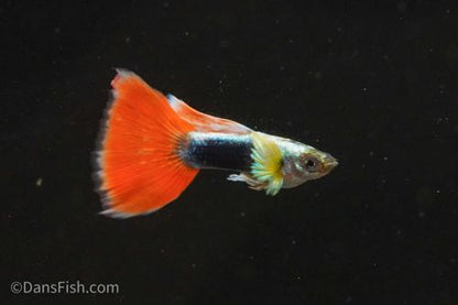 Santa Claus Guppy, Male