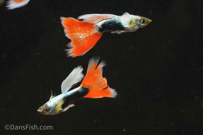 Santa Claus Guppy, Male