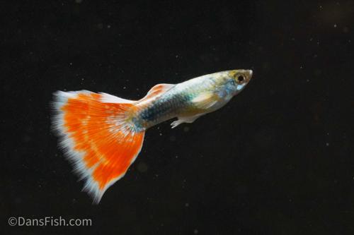 Santa Claus Guppy, Male