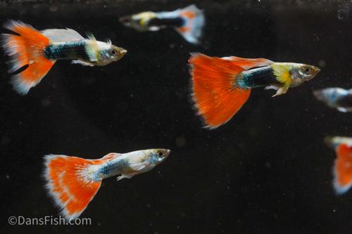 Santa Claus Guppy, Male