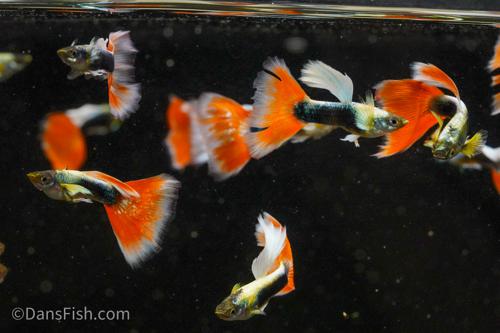 Santa Claus Guppy, Male