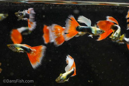 Santa Claus Guppy, Male