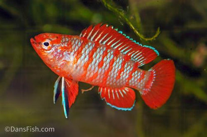 Scarlet Badis, Male