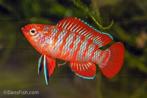 Scarlet Badis, Male