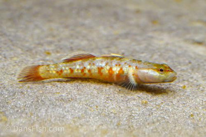 Scarlet Goby, Male