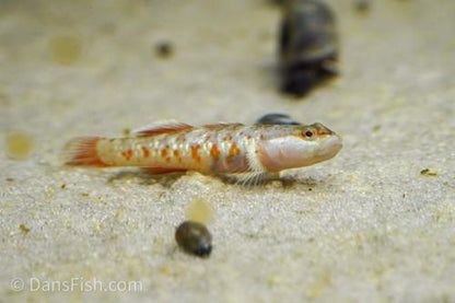 Scarlet Goby, Male