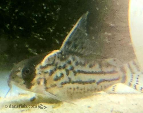 Schwartz's Cory