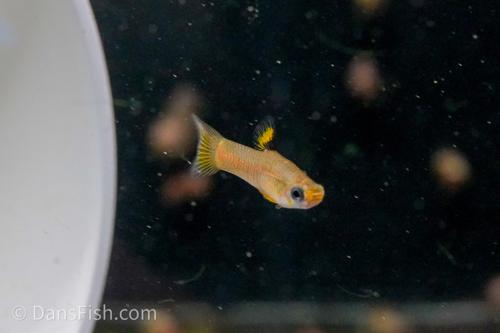 Shadow Toothcarp, Male