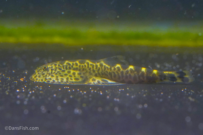 Szechuan Rock Hillstream Loach