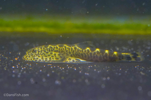 Szechuan Rock Hillstream Loach
