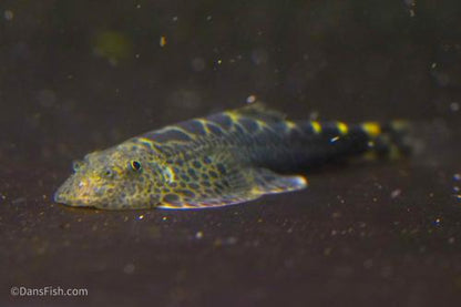 Szechuan Rock Hillstream Loach