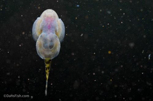 Szechuan Rock Hillstream Loach