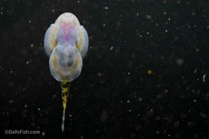 Szechuan Rock Hillstream Loach