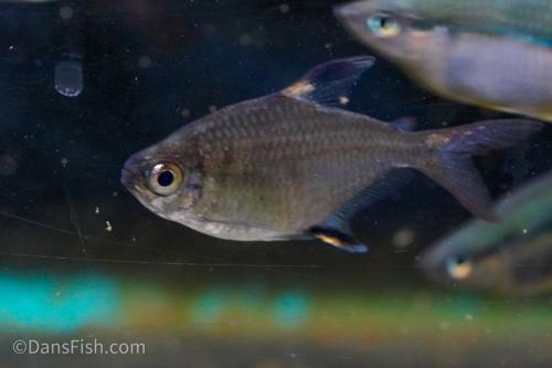 Signal Tetra