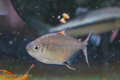 Signal Tetra