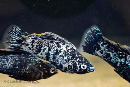 Silver Marble Molly, Male
