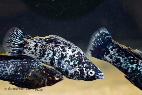 Silver Marble Molly, Male