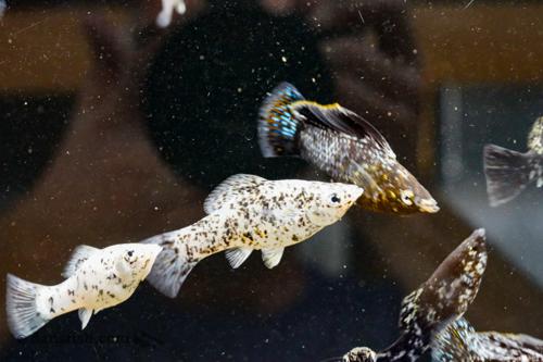Silver Marble Molly, Male