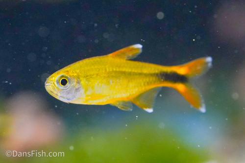 Silvertip Tetra
