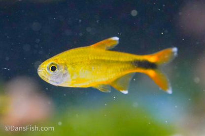 Silvertip Tetra