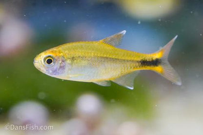 Silvertip Tetra