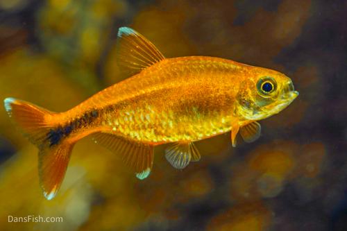 Silvertip Tetra