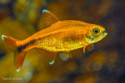 Silvertip Tetra
