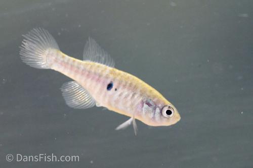 Simpsonichthys santanae, Pair (1M1F)