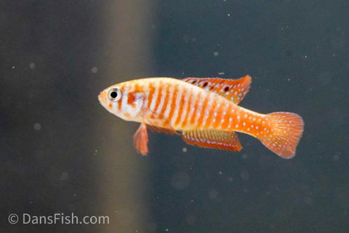 Simpsonichthys santanae, Pair (1M1F)