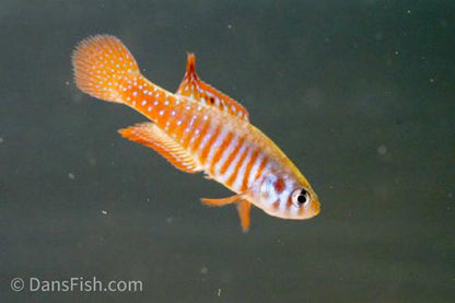 Simpsonichthys santanae, Pair (1M1F)