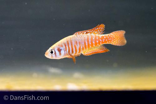 Simpsonichthys santanae, Pair (1M1F)