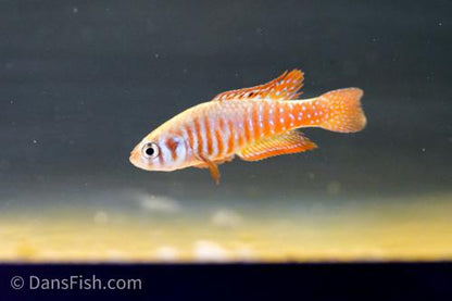 Simpsonichthys santanae, Pair (1M1F)