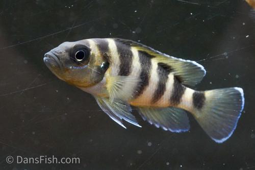 Six-Barred Cichlid 'Gold'