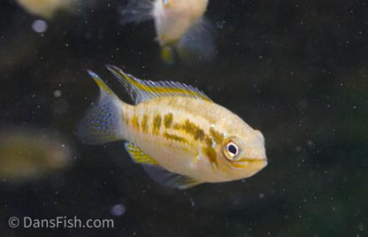 Smiling Dwarf Cichlid