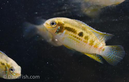 Smiling Dwarf Cichlid