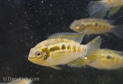 Smiling Dwarf Cichlid