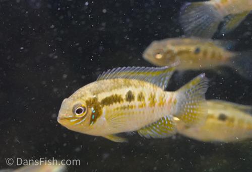 Smiling Dwarf Cichlid
