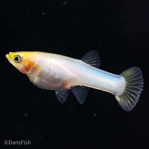 Snow White Guppy, Pair (1M1F)