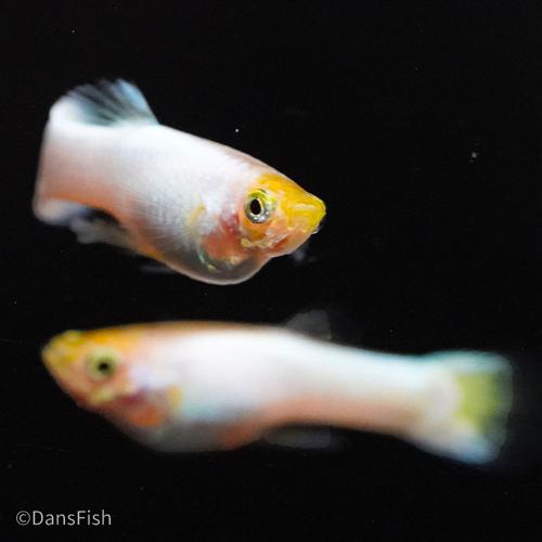 Snow White Guppy, Pair (1M1F)