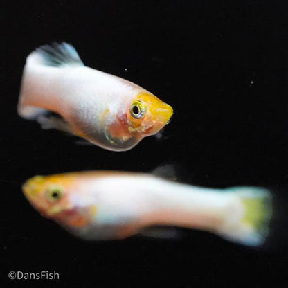 Snow White Guppy, Pair (1M1F)