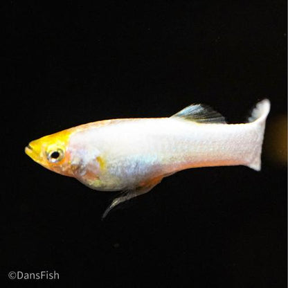 Snow White Guppy, Pair (1M1F)