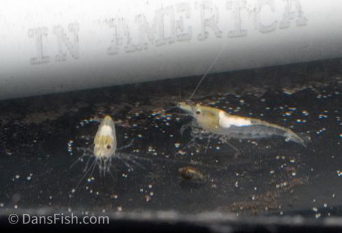 Snowball Shrimp, (4 pack)