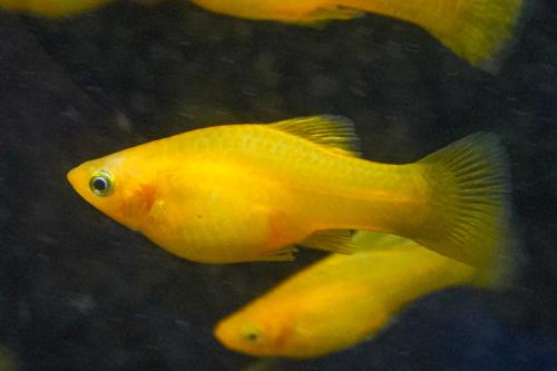 Solid Yellow Highfin Variatus Platy, Female