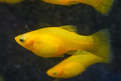 Solid Yellow Highfin Variatus Platy, Female