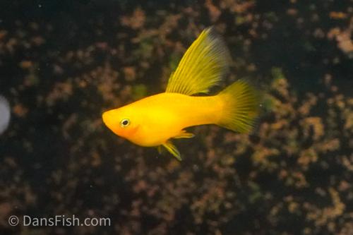 Solid Yellow Highfin Variatus Platy, Female