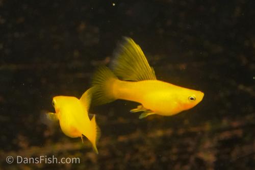 Solid Yellow Highfin Variatus Platy, Female