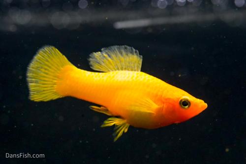 Solid Yellow Variatus Platy, Male