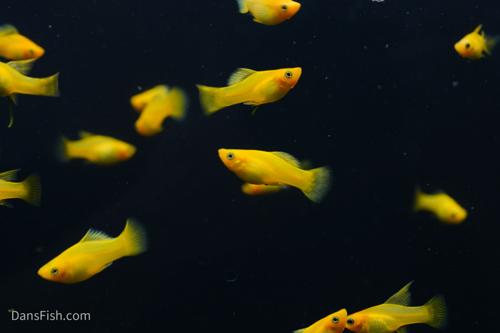Solid Yellow Variatus Platy, Male