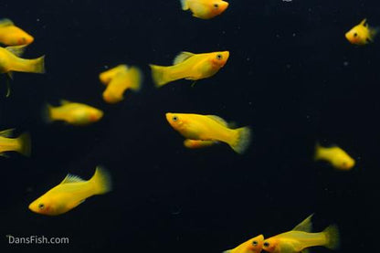 Solid Yellow Variatus Platy, Male