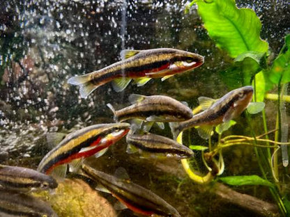 Southern Redbelly Dace
